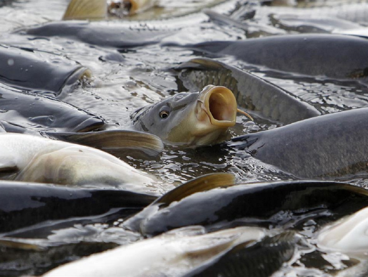 What Are We Doing About Carp